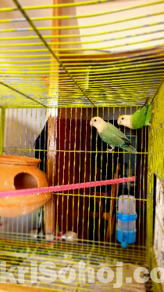 Rosy Faced Lovebird